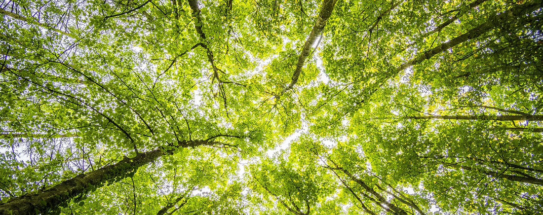 In Harmony with Nature: Keeping Stickley Sustainable