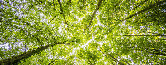 In Harmony with Nature: Keeping Stickley Sustainable